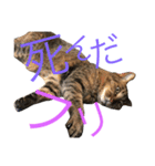 猫のタマちゃん（日常会話編）（個別スタンプ：24）