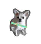Latte Chihuahua（個別スタンプ：1）