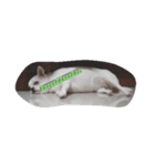 Latte Chihuahua（個別スタンプ：3）