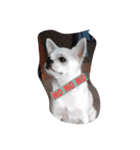 Latte Chihuahua（個別スタンプ：4）