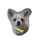 Latte Chihuahua（個別スタンプ：5）