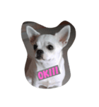 Latte Chihuahua（個別スタンプ：7）