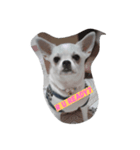 Latte Chihuahua（個別スタンプ：8）