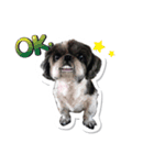 Ing Ing lazy dog（個別スタンプ：1）