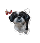 Ing Ing lazy dog（個別スタンプ：4）