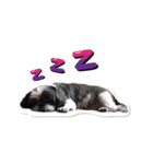 Ing Ing lazy dog（個別スタンプ：5）