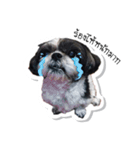Ing Ing lazy dog（個別スタンプ：6）