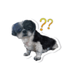 Ing Ing lazy dog（個別スタンプ：10）