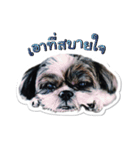 Ing Ing lazy dog（個別スタンプ：11）