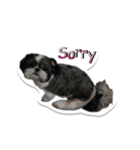 Ing Ing lazy dog（個別スタンプ：12）