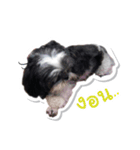 Ing Ing lazy dog（個別スタンプ：13）