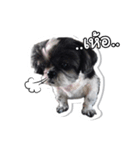 Ing Ing lazy dog（個別スタンプ：14）