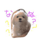 my dog is sucre！（個別スタンプ：1）