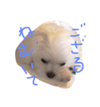 my dog is sucre！（個別スタンプ：2）