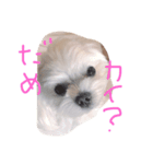 my dog is sucre！（個別スタンプ：3）