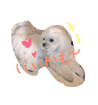 my dog is sucre！（個別スタンプ：5）
