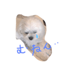 my dog is sucre！（個別スタンプ：6）