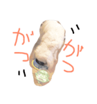 my dog is sucre！（個別スタンプ：7）
