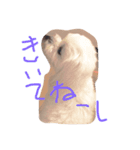 my dog is sucre！（個別スタンプ：8）