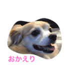 LUNA言葉（個別スタンプ：1）