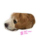 LUNA言葉（個別スタンプ：2）