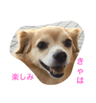 LUNA言葉（個別スタンプ：6）