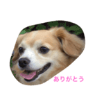 LUNA言葉（個別スタンプ：7）