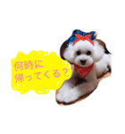 トイプードルのもこ（個別スタンプ：2）