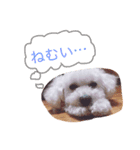 トイプードルのもこ（個別スタンプ：3）
