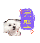 トイプードルのもこ（個別スタンプ：4）