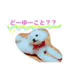 トイプードルのもこ（個別スタンプ：5）