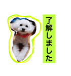 トイプードルのもこ（個別スタンプ：6）