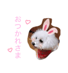 トイプードルのもこ（個別スタンプ：7）