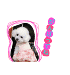 トイプードルのもこ（個別スタンプ：8）