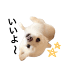 ちわわ親子（個別スタンプ：4）