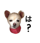 ちわわ親子（個別スタンプ：8）