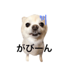ちわわ親子（個別スタンプ：12）
