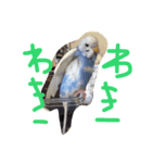 セキセイインコのきのこ（個別スタンプ：1）