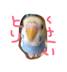 セキセイインコのきのこ（個別スタンプ：3）