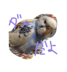 セキセイインコのきのこ（個別スタンプ：4）