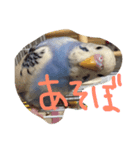 セキセイインコのきのこ（個別スタンプ：6）