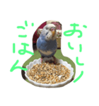 セキセイインコのきのこ（個別スタンプ：7）