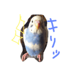 セキセイインコのきのこ（個別スタンプ：8）