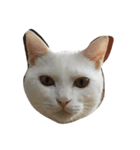 my sweet cats face（個別スタンプ：1）