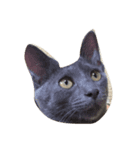 my sweet cats face（個別スタンプ：2）