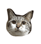 my sweet cats face（個別スタンプ：3）