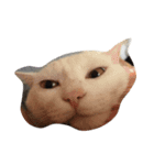 my sweet cats face（個別スタンプ：4）