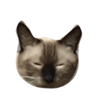 my sweet cats face（個別スタンプ：5）
