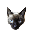 my sweet cats face（個別スタンプ：6）