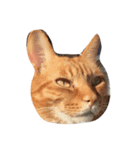 my sweet cats face（個別スタンプ：7）